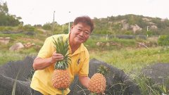 平潭推进闽台农业融合：台中“新农夫”