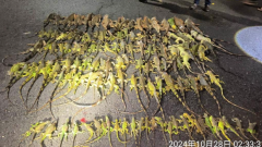 屏东生态酿农损员目击“下绿鬣蜥雨”影