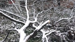 青藏高原等地送来强降雪过程 需加强防御