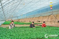 科技赋能 以“菜”兴农