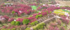春风吹热“花经济” 农文旅融合为村落复